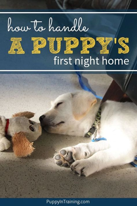 Puppy's First Night At Home First Night With Puppy, Puppy Barking, Crate Training Puppy, Dog Minding, Positive Dog Training, Easiest Dogs To Train, Dog Training Advice, Best Puppies, Puppy Training Tips