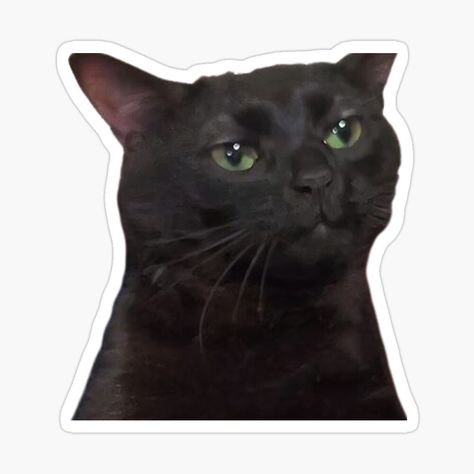 Get my art printed on awesome products. Support me at Redbubble #RBandME: https://www.redbubble.com/i/sticker/Zoned-out-funny-cat-meme-by-ARTmhmood/158673502.EJUG5?asc=u #funnycatmeme #zonedoutcat #funnystickers #weirdcat #zonedoutcatmeme #tiktokcat Sticker For Print, Stickers For Messages, Funny Png, Sticker Random, Cute Funny Stickers, Sticker Funny, Mood Stickers, Crazy Stickers, Stickers Random