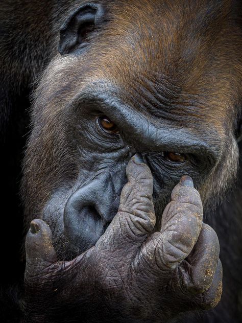 Gorilla Aesthetic, Aesthetic Monkey, Western Lowland Gorilla, Gorilla Gorilla, Wild Animals Photography, Photography Career, London Zoo, Great Ape, Wildlife Photos