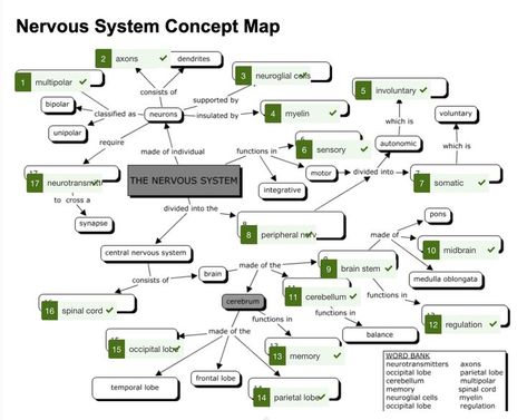 Anatomy Concept Map, Nervous System Flow Chart, Nervous System Concept Map, Physics Facts, Gi System, Human Nervous System, Peripheral Nervous System, Newborn Schedule, Pie Cheesecake