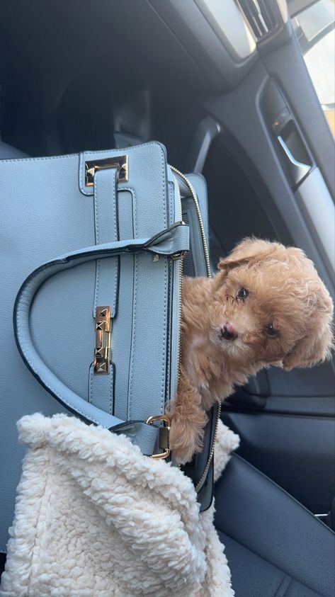 #maltipoopuppy
#petcarrier
#petpurse
#puppies
#TSA
#apricot maltipoo
#maltipoo puppy
#maltipoo Dog In Bag Aesthetic, Dogs In Purses, Puppy In Purse, Small Dog Carrier Purses, Textiles Aesthetic, Purse Puppy, Dog In Purse, Dog Purse Carrier, Pet Carrier Purse