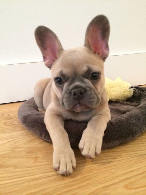 images of newborn lilac french bulldogs | 25+ best ideas about Fawn french bulldog on Pinterest | French bulldog puppies, Grey french ... Lilac French Bulldog, Blue French Bulldog Puppies, Bulldog Training, Fawn French Bulldog, French Bulldog Facts, French Dogs, Bulldog Puppies For Sale, English Bulldog Puppies, Frenchie Puppy