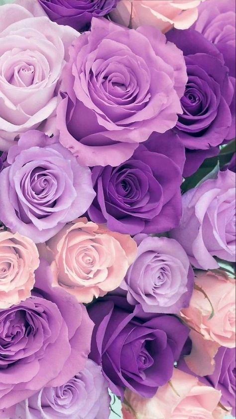 Rose Day, Purple Flowers Wallpaper, Wallpaper Iphone Love, Beautiful Wallpaper For Phone, Lovely Flowers Wallpaper, Floral Wallpaper Phone, Flower Iphone Wallpaper, Purple Wallpaper Iphone, Cute Flower Wallpapers