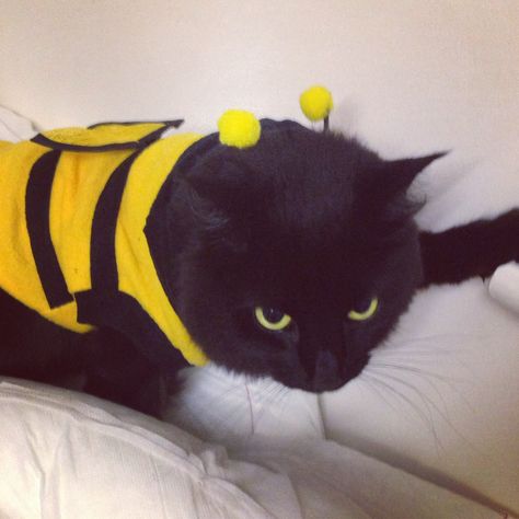 Cat Bee, Ladybug Costume, Bee Costume, Tiny Cats, Cat Halloween Costume, Halloween 2023, Cat Halloween, Cat Costumes, Halloween Cat