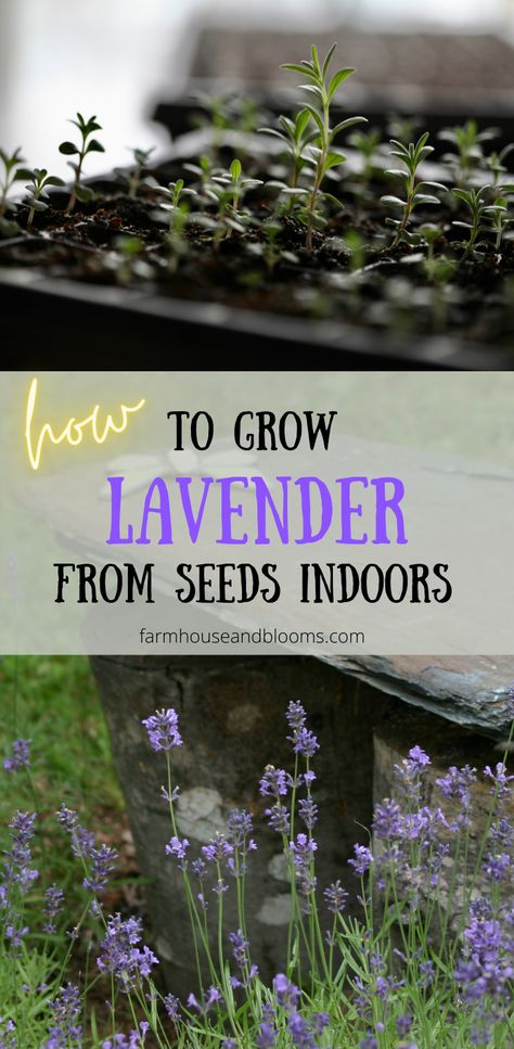 two pictures, one of a seedling tray with lavender seedlings, the other of lavender growing outside in the garden Planting Lavendar, When To Plant Lavender, Growing Lavender Indoors, Indoor Lavender Plant, Lavender Indoors, Lavender Plant Care, How To Propagate Lavender, Grow Lavender, Lavender Plants