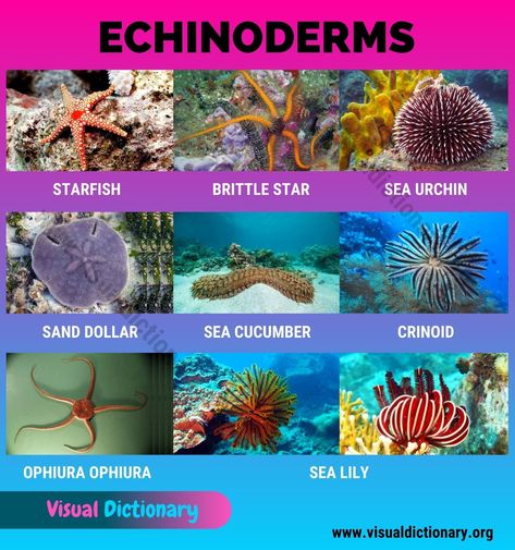 Animals Classification, Classification Of Animals, Mammals Animals, Vascular System, Animals Name In English, Brittle Star, Animal Classification, Animal Names, Visual Dictionary