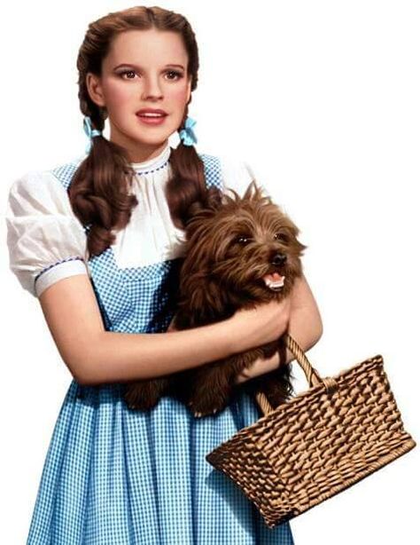 Judy Garland & Toto (Terry) The Wizard of Oz (1939) Toto Wizard Of Oz, Trunk Or Treat Kits, Dorothy And Toto, Wizard Of Oz Musical, Wizard Of Oz Movie, Dorothy Wizard Of Oz, Wizard Of Oz 1939, Oz Movie, Old Hollywood Movie