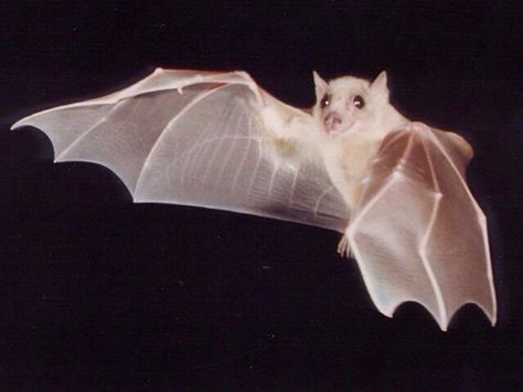 Albino, white bat Bat Species, Bat Flying, Albino Animals, Fruit Bat, Bat Boys, Creatures Of The Night, Dracula, Beautiful Creatures, Animal Kingdom