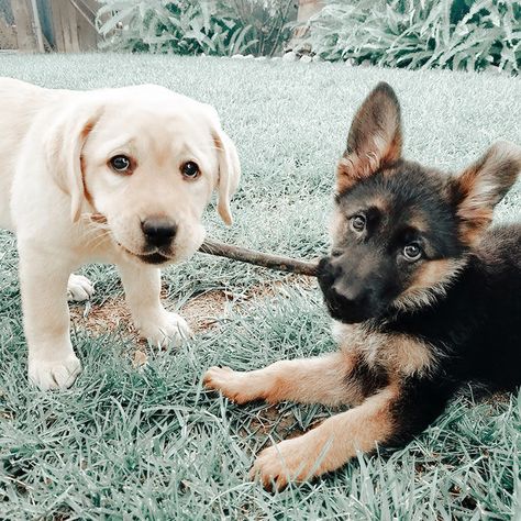 Two Cute Dogs, Fotos Aesthetic, Baby Animals Pictures, Cutest Animals, Bright Future, German Shepherds, Happy Dogs, Cute Little Animals, Puppy Love