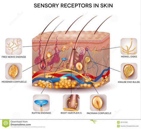 Sensory receptors in the skin. Detailed skin anatomy, beautiful bright colors #Sponsored , #SPONSORED, #ADVERTISEMENT, #receptors, #Detailed, #bright, #skin Anatomi Dan Fisiologi, Skin Anatomy, Integumentary System, Skin Facts, Basic Anatomy And Physiology, Subcutaneous Tissue, Sweat Gland, Skin Structure, Skin Science