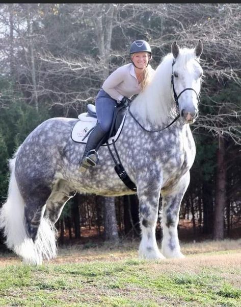 Ardennes Horse, Big Horse Breeds, Gray Horses, Dapple Grey Horses, Percheron Horses, Beautiful Horses Photography, Shire Horse, Clydesdale Horses, Draft Horse