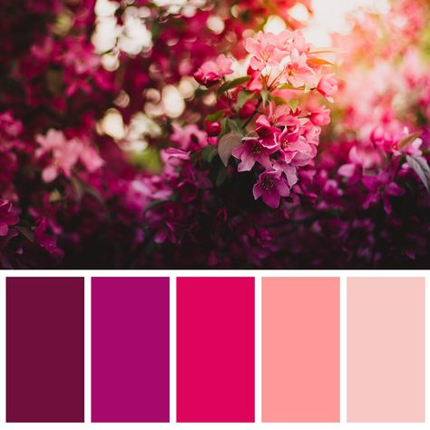 Fushia Pink Colour Palette, Fucsia Color Pallete, Raspberry Wedding Color Scheme, Raspberry Wedding Color, Coral Colour Palette, Raspberry Wedding, Hot Pink Weddings, Color Fucsia, Paint Color Palettes