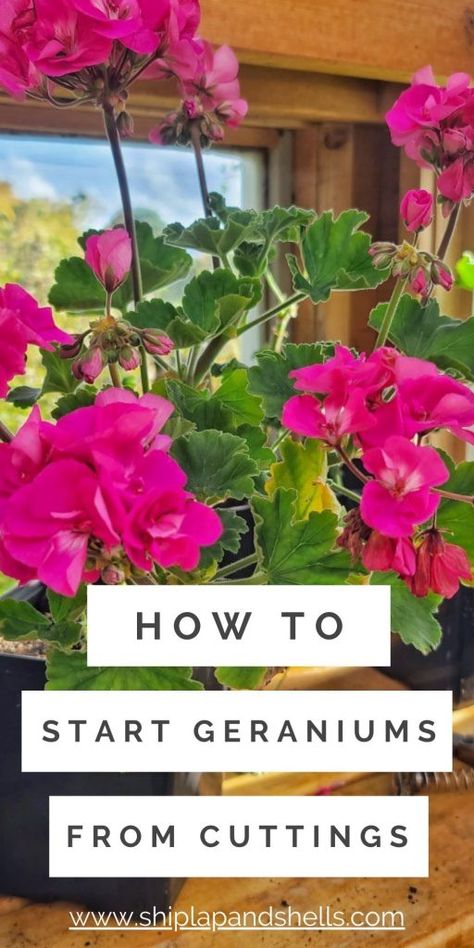 Propagating Geraniums, Overwintering Geraniums, Growing Geraniums, Plants From Cuttings, Geranium Care, Geraniums Garden, Potted Geraniums, Geranium Plant, Container Gardening Flowers