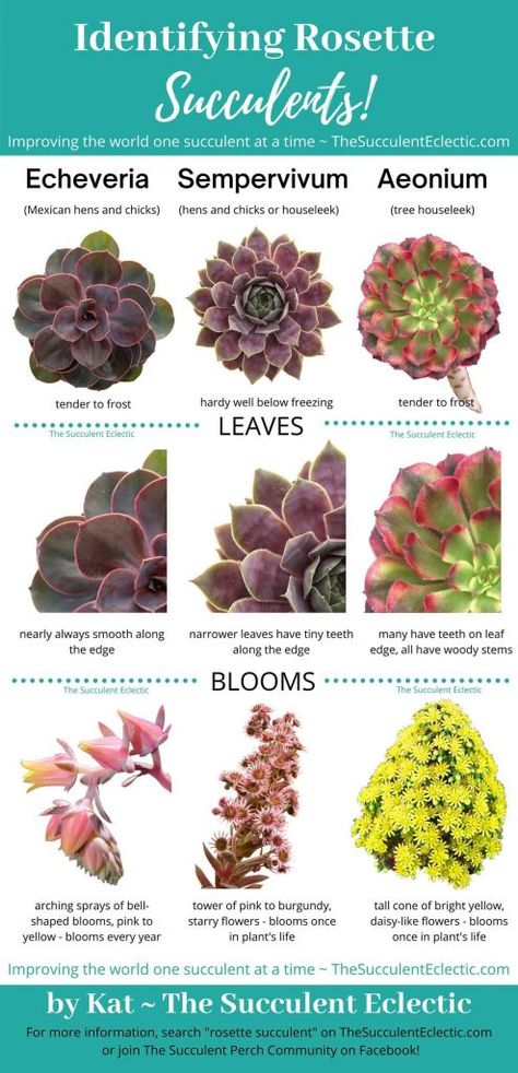 Rosette Succulent Types ~ Identification & [Infographic] | The Succulent Eclectic Succulent Names, Types Of Succulents Plants, Succulent Garden Indoor, Baby Succulents, Succulent Garden Design, Succulent Bouquet, Types Of Succulents, Plant Projects, Dish Garden