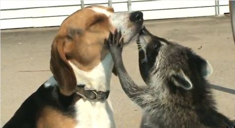 Mexican Raccoon Teeth | Raccoon Checks Beagle's Teeth: Cute/Ridiculous Animal Thing Of The Day ... Raccoon Teeth, Black Jaguar White Tiger, Unlikely Friends, The Dentist, Trash Panda, Favorite Animal, Cute Dogs And Puppies, Animals Friends, Spirit Animal