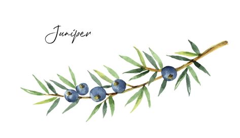 Juniper Tree, Vector Art Design, Juniper Berries, Leg Tattoos Women, Watercolor Plants, Juniper Berry, Free Vector Art, Botanical Illustration, Sake