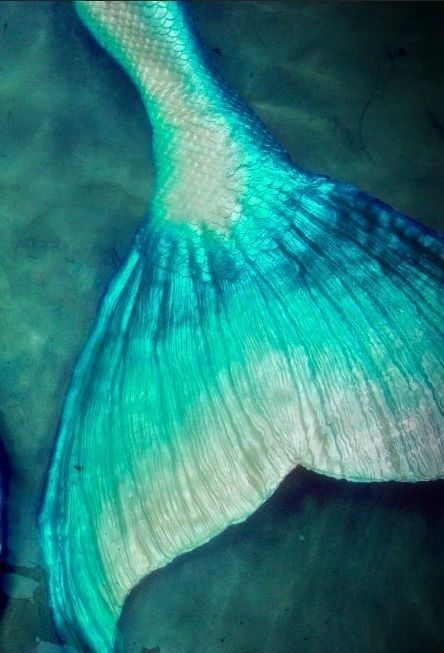 Photo A Mermaid, Mermaid Tail, Blue And Green, Mermaid, Fish, Water, Green, Blue, White