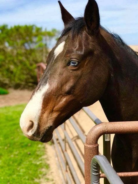 Blue Eye Horse With Blue Eyes, Dark Bay Horse Aesthetic, Facial Markings, Palomino Horse With Blue Eyes, Gray Arabian Horse, Horse Crazy Girl, Horse Eye, Horse Pics, Bay Horse