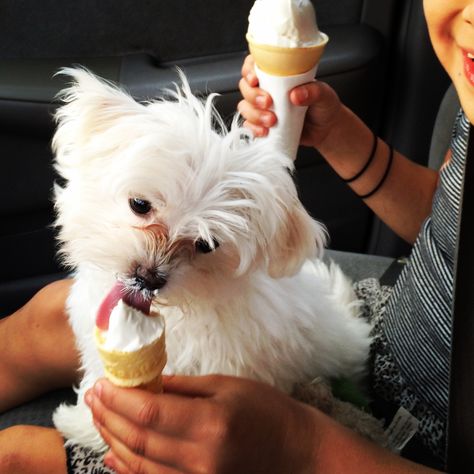 Puppy eating ice cream Puppy Eating, Teacup Maltese, Maltese Puppies, Eating Ice, Eating Ice Cream, Maltese, Ice Cream, Puppies, Cream