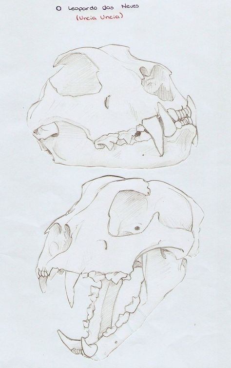 Animal Skull Drawing, Leopard Drawing, Skeleton Drawings, Animal Skeletons, Skulls Drawing, Emo Art, Cat Skull, Human Drawing, Skull Tattoo Design