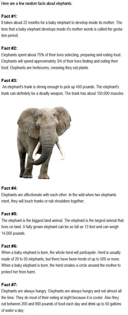 Facts about elephants for kids http://firstchildhoodeducation.blogspot.com/2013/08/facts-about-elephants-for-kids.html: Facts About Elephants, Elephants For Kids, All About Elephants, Elephant Facts, Elephants Never Forget, Whole Universe, Elephant Trunk, Save The Elephants, Facts For Kids