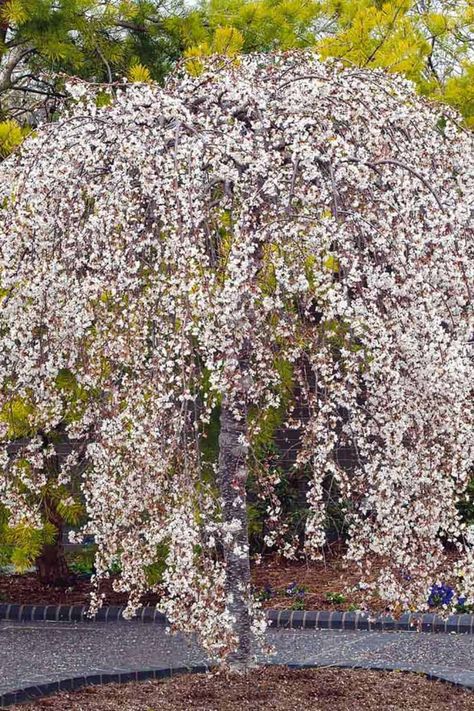 Snow Fountains® Weeping Cherry (Prunus x 'Snofozam') tree in bloom Weeping Cherry Tree, Weeping Cherry, Slow Flower, Snow Showers, Tree Id, Privacy Trees, Indoor Trees, Cherry Trees, Fast Growing Trees