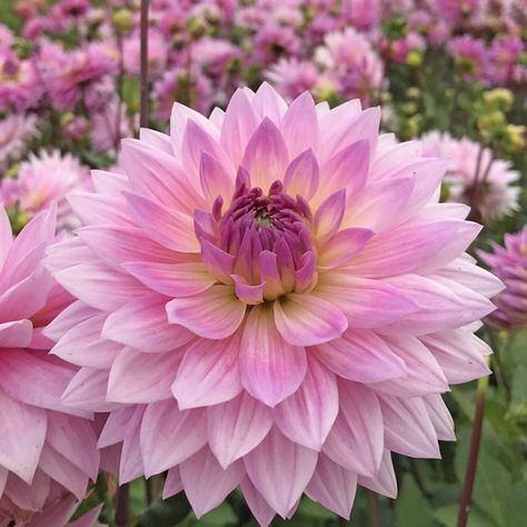 Flower Garden Bouquet, Delilah Flower, Fairy Sisters, Floral Scenery, Wild Flower Garden, November Flower, Dahlia Tubers, Garden Bouquet, Beautiful Pink Flowers