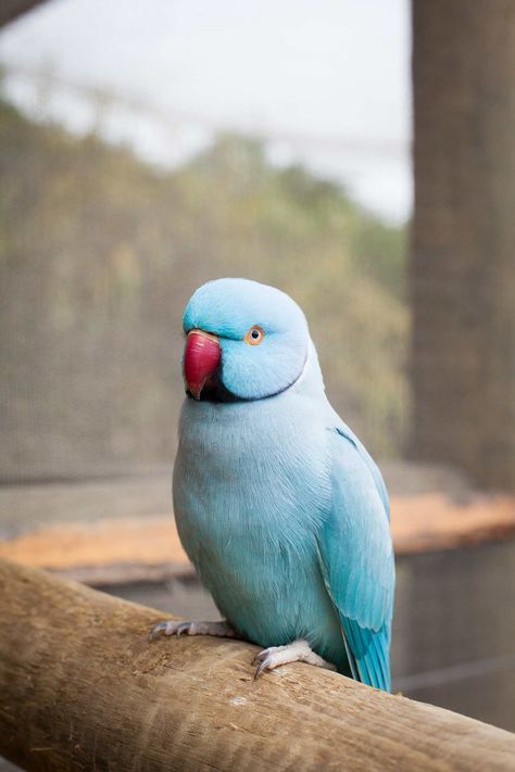 Indian Ringneck Parakeet — Full Profile, History, and Care Ring Necked Parakeet, Pet Birds Parrots, Indian Ring, Ring Neck, Blue Parrot, Parrot Pet, Parrots Art, Sunflower Pictures, Funny Parrots