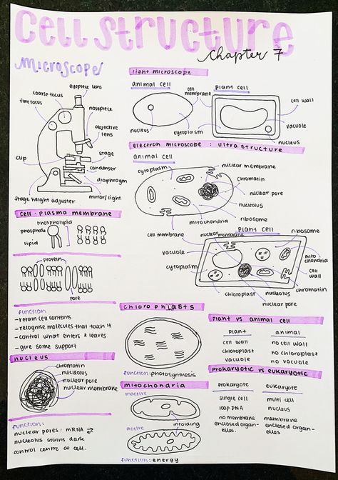 Microscope Notes Biology, Doctor Study Notes, Notes Aesthetic Biology, Microscope Notes, Study Notes Biology, Physiology Aesthetic, Science Notes Aesthetic, Microscope Aesthetic, Aesthetic Biology Notes