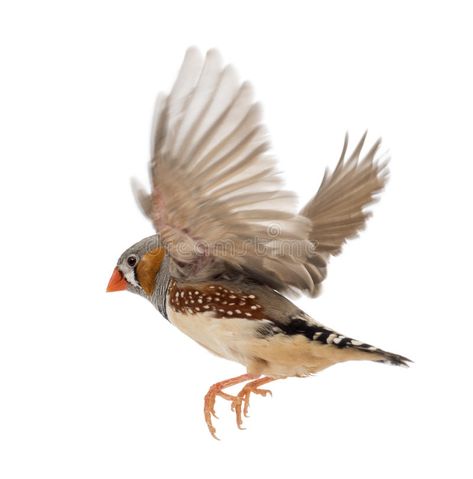 Zebra Finch flying, Taeniopygia guttata, against. White background , #AD, #flying, #Finch, #Zebra, #Taeniopygia, #background #ad Finch Flying, Finch Tattoo, Zebra Finch, Finches Bird, Kinds Of Birds, Nature Birds, Pottery Sculpture, Pretty Birds, Birds Flying