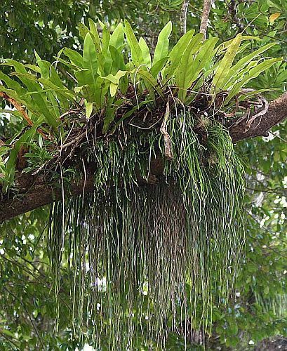 Fern Seeds, Exterior Plants, Tassel Fern, Buddha Garden, Jungle Art, Moon Witch, Plant Identification, Tropical Foliage, Hanging Garden