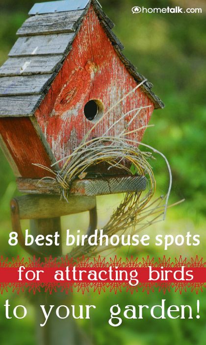 Backyard Bird Houses, Birdhouses In The Garden, Shingled Roof, Birdhouses Bird Feeders, Garden Diy Ideas, Garden Birdhouses, Bird House Feeder, Bird House Kits, Black Pine