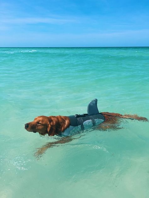 Found this guy on pinterest, and we love !! Dog Life Vest, Underwater Ocean, Dog Swimming, Cute Animals Puppies, Very Cute Dogs, Really Cute Dogs, Cute Animals Images, Summer Dog, Dog Beach