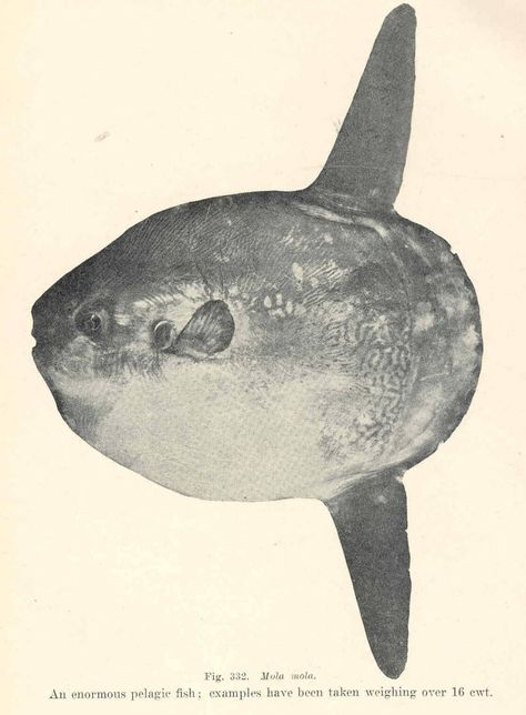 Ocean Sunfish Drawing, Sunfish Drawing, Sunfish Tattoo, Ocean Sunfish, Scary Fish, Pelagic Fish, Mola Mola, Image Of Fish, Zoo Ideas