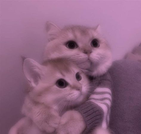 couple cute relationship meme cat kitty kitten Cats And Flowers Wallpaper, Couple Cats Wallpaper, Could Be Us, Cute Relationship, Meme Cat, Cute Cat Memes, Cat Profile, Cat Hug, Couple Cute