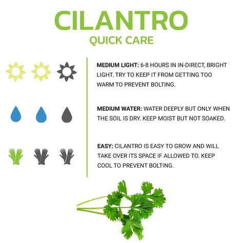 How To Grow Cilantro Indoors, Cilantro Growing, Cilantro Plant Care, Cilantro Indoors Growing, Planting Cilantro, Cilantro Growing Tips, Grow Cilantro, How To Grow Cilantro Outdoors, How To Grow Cilantro In A Pot