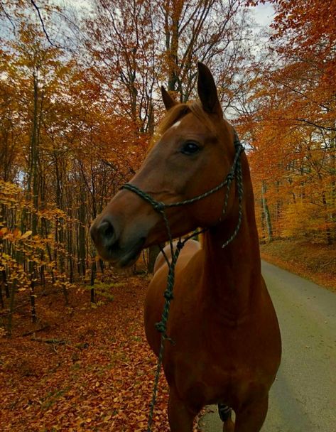 Chestnut Arabian Horse, Chestnut Quarter Horse, Chestnut Thoroughbred, Chestnut Horses, Chestnut Mare, Dutch Warmblood, Equestrian Aesthetic, Horse Aesthetic, Chestnut Horse