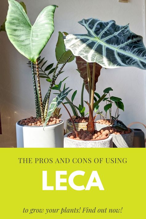 Leca is an alternative way to grow your plants, not using any soil. It's a growing medium that's getting more attention recently and it this guide we go over the pros and cons of using Leca for your plants. Hydro Plant, Tropical Indoor Plants, Plant Parenting, Raised Planters, Plant Mama, Outdoor Garden Ideas, Plant Care Houseplant, Thriving Garden, Inside Plants