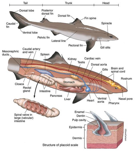 Zoology | Carlson Stock Art Genetics Illustration, Animal Cell Organelles, Animal Cell Structure, Shark Anatomy, Dogfish Shark, Internal Anatomy, Veterinary Anatomy, Fish Anatomy, Oceanography Marine Biology