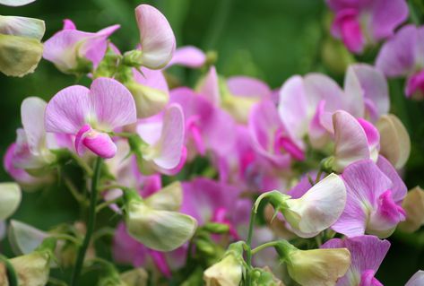 Gardening Calendar: What to Plant in January - Growing Family Fast Growing Flowers, Easiest Flowers To Grow, Growing Sweet Peas, Sweet Pea Plant, April Birth Flower, Sweet Pea Flowers, Growing Garlic, Garden Calendar, Garden Vines