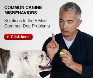 Cesar Millan's Best Tips to Stop Dog Barking | Dog Whisperer Cesar Millan Dog Whisperer Cesar Millan, Stop Dog Barking, Cesar Millan, Dog Whisperer, Training Your Puppy, Pet Hacks, Dog Obedience, Dog Training Obedience, Dog Barking