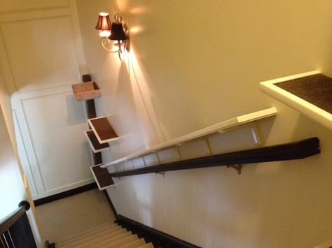 Stairwell highway.  Cats can go up/down stairs without dog bothering them. Cat Highway, Stairs Wall Design, Cat Ramp, Cat Furniture Design, Walk Idea, Spoiled Cats, Cat Stairs, Top Of The Stairs, Cat Run