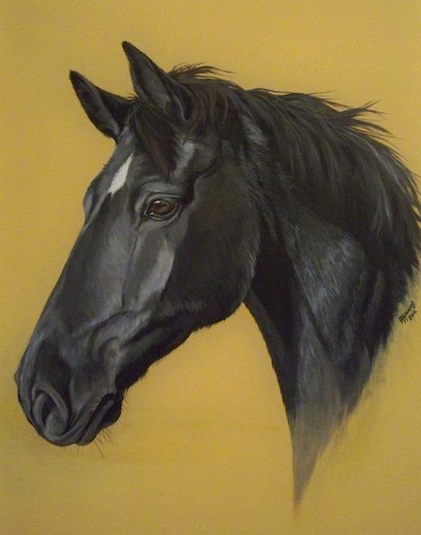 Paula Howell Black Horse Drawing, Black Horse Art, Black Horse Painting, Horse Paintings Acrylic, Rodeo Jeans, Unusual Horse, Horse Paintings, Picture Frame Gallery, Prismacolor Art