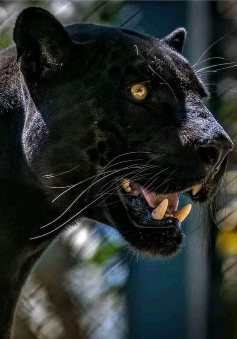 Black Jaguar Animal, Panther Pictures, Jaguar Animal, Maned Wolf, Panther Tattoo, Black Jaguar, Exotic Cats, Pretty Animals, Black Leopard