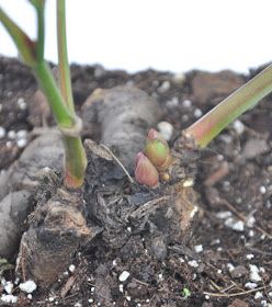 How To Transplant Peonies, Transplant Peonies, Peony Care, Spring Peony, Fall Clean Up, Peony Bud, Growing Peonies, Tree Peony, Indoor Plant Care