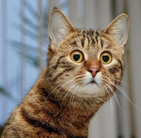 Cats Reactions To Owners Meowing Back At Them - I Can Has Cheezburger? Funny Cat Captions, Shocked Cat, Cat Expressions, Funny Cat Faces, Funny Animals With Captions, Airbrush Art, Cats Meow, Funny Animal Pictures, Cat Face