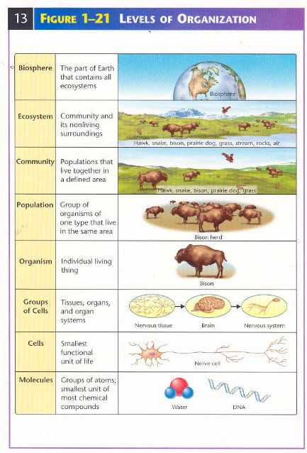 Levels of bio-organization with great media support Levels Of Organization Biology, Levels Of Organization, Biology Worksheet, Biology Classroom, 7th Grade Science, 6th Grade Science, Biology Lessons, Teaching Biology, Science Worksheets