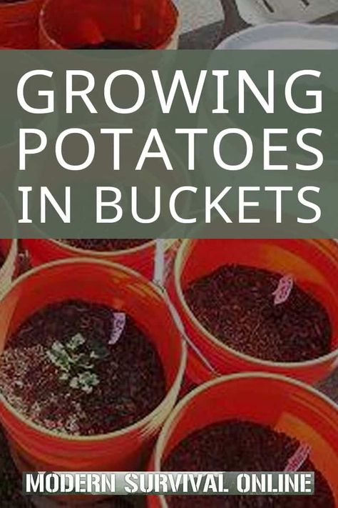 Grow Potatoes In Container, Harvesting Potatoes, Container Potatoes, Potato Gardening, Grow Potatoes, Growing Vegetables In Pots, Growing Sweet Potatoes, How To Store Potatoes, Planting Potatoes