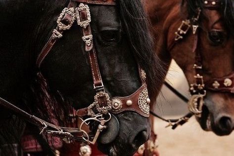 Olgierd Von Everec, Medieval Horse, Don Pedro, Captive Prince, Bridles, Film Tv, Pretty Horses, Horse Tack, Dragon Age