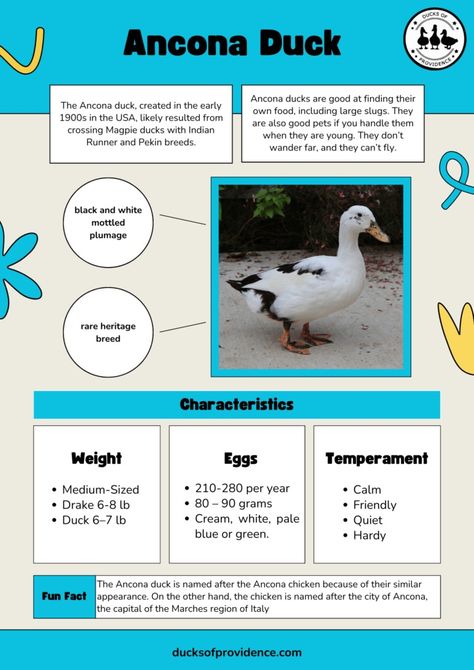 Farm Ducks, Ancona Ducks, Duck Care, Keeping Ducks, Male Duck, Backyard Homestead, Pekin Duck, Duck Breeds, Duck Farming